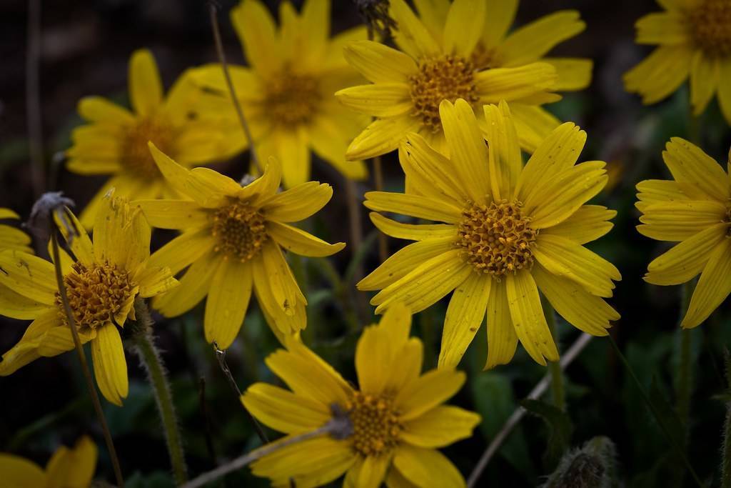 yellow flowers with dark-yellow center, green leaves and stems