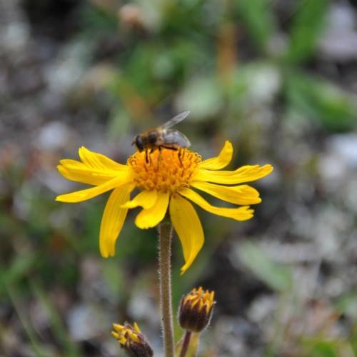 bright-yellow flowers with dark-yellow center, yellow-brown buds on brown stems