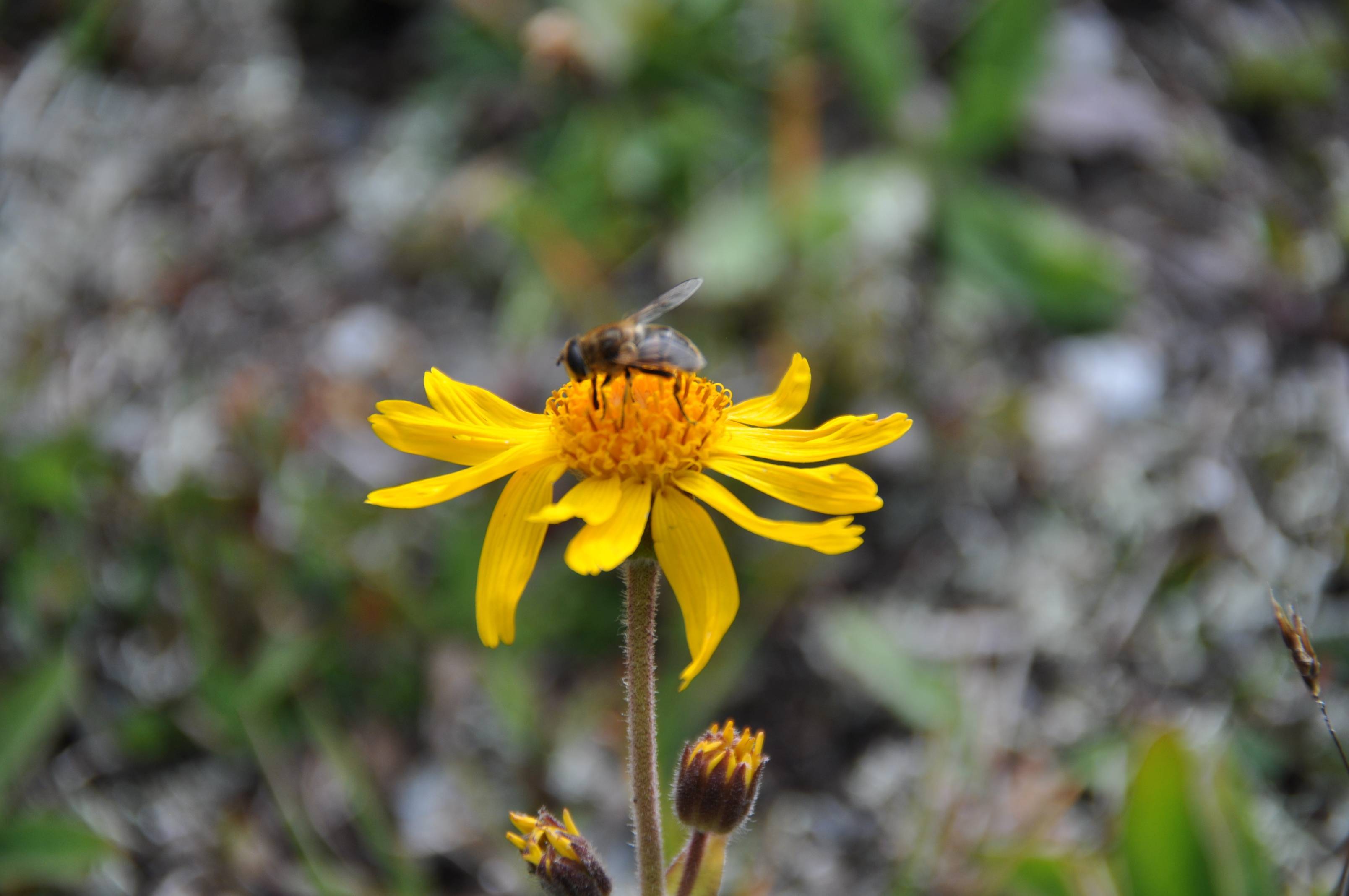 bright-yellow flowers with dark-yellow center, yellow-brown buds on brown stems