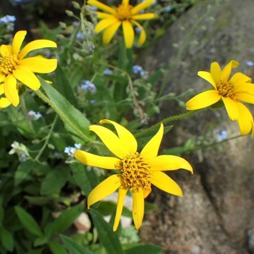 bright-yellow flowers with yellow center, green leaves and stems