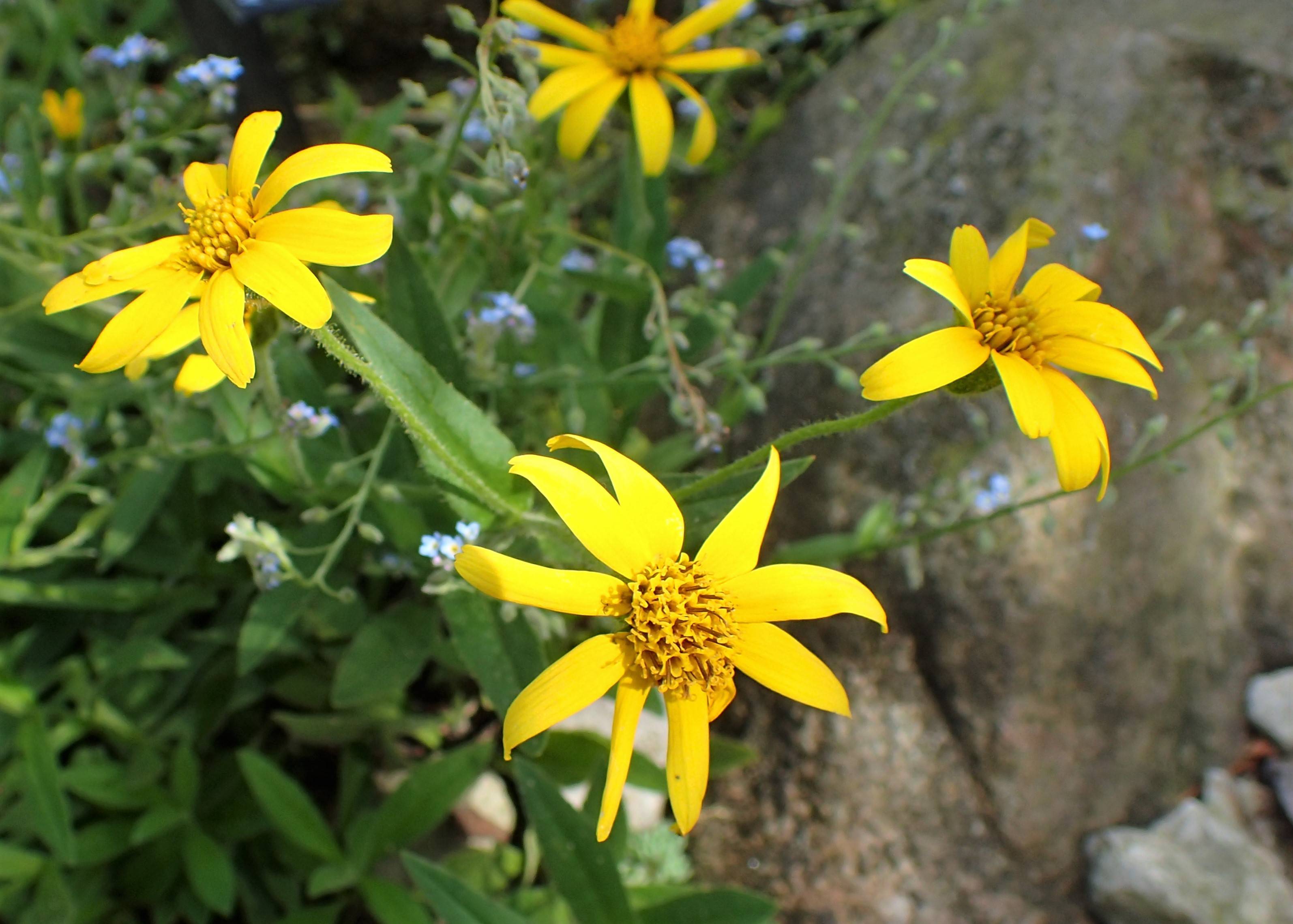 bright-yellow flowers with yellow center, green leaves and stems