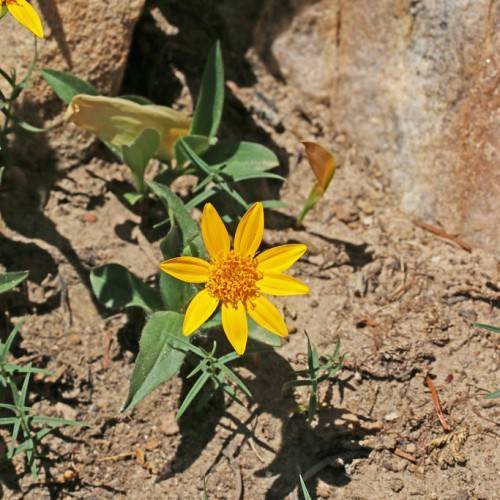 yellow flowers with orange center, green leaves and stems