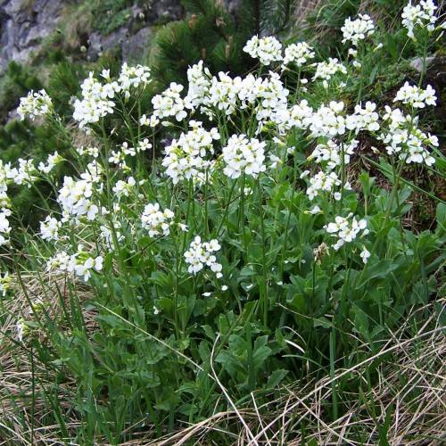 white flowers with yellow center, green leaves and stems