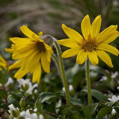 bright-yellow flowers with dark-yellow center and stamens, green leaves and stems