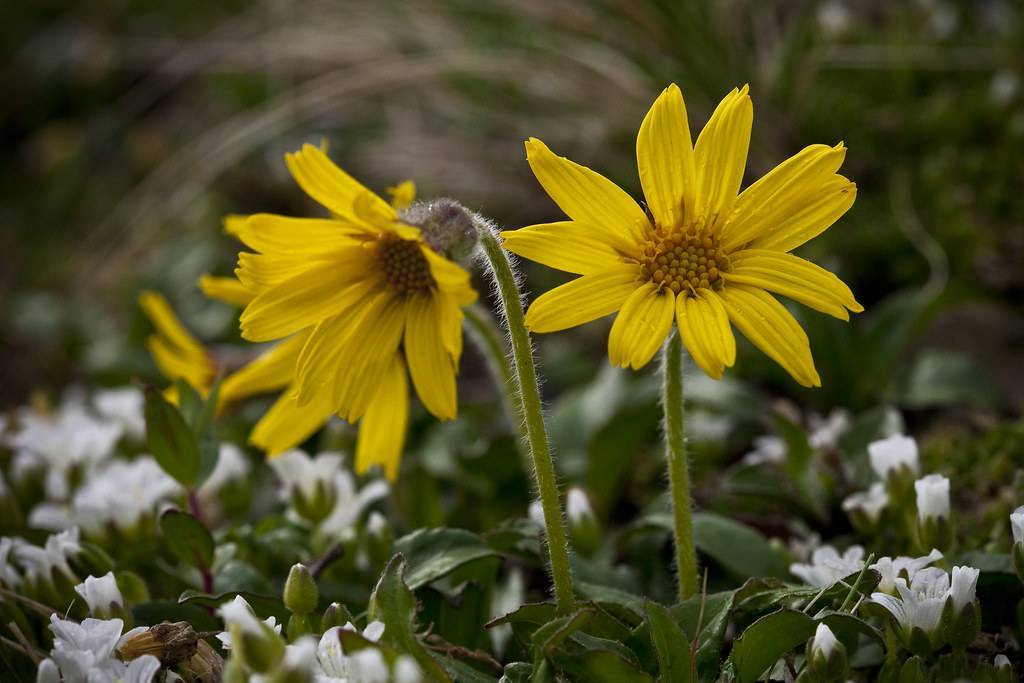 bright-yellow flowers with dark-yellow center and stamens, green leaves and stems