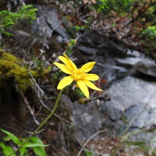 bright-yellow flower with yellow center and stamens, green leaves and stem