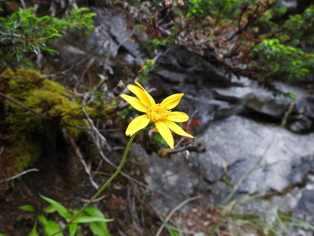 bright-yellow flower with yellow center and stamens, green leaves and stem