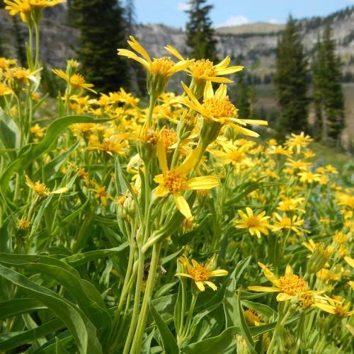 yellow flowers with dark-yellow center, green leaves and yellow-green stems