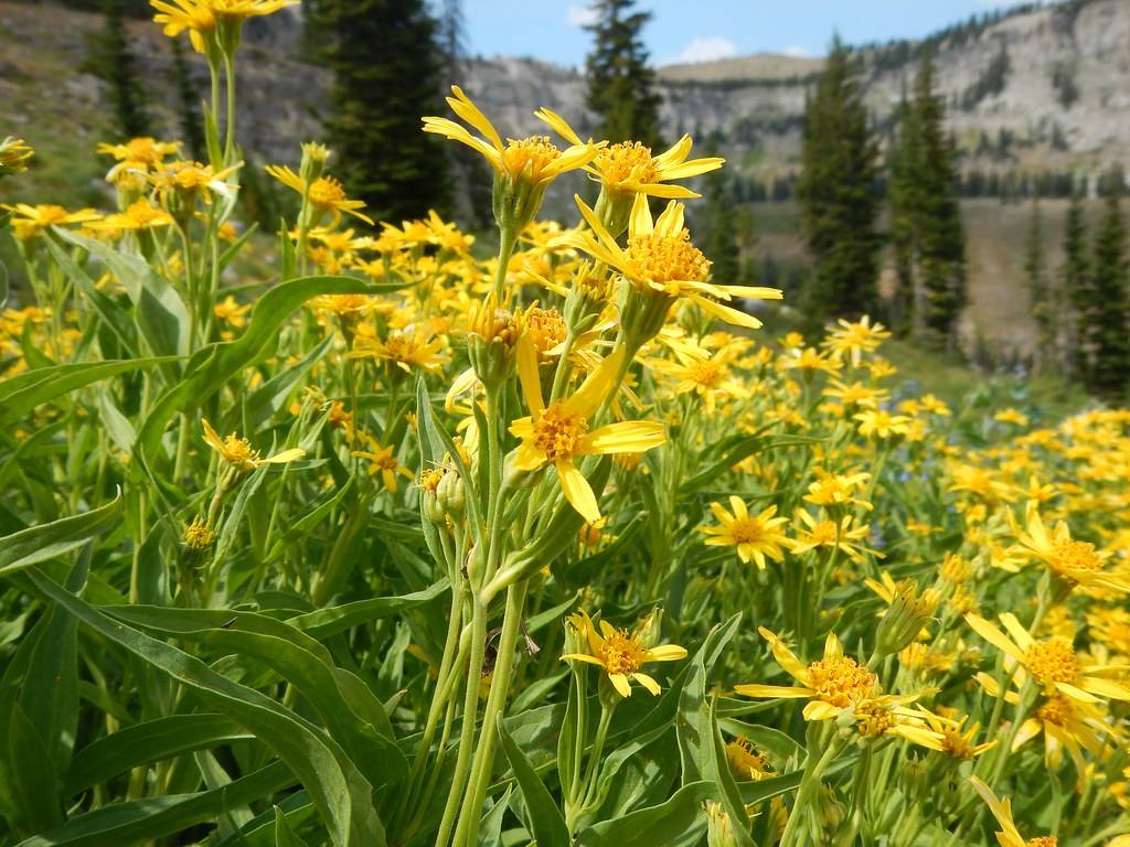 yellow flowers with dark-yellow center, green leaves and yellow-green stems