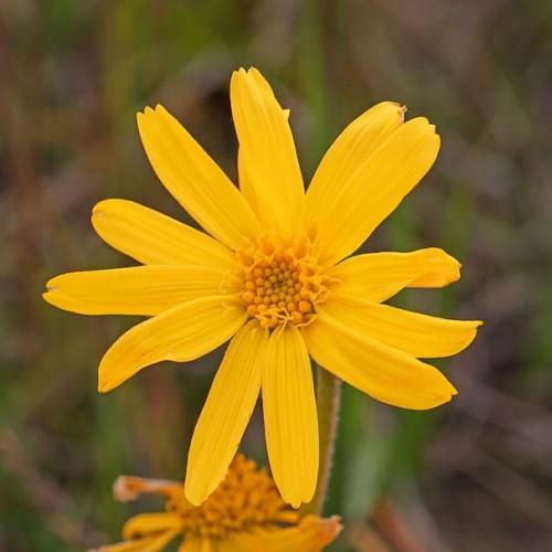 yellow flowers with dark-yellow center, and olive stems