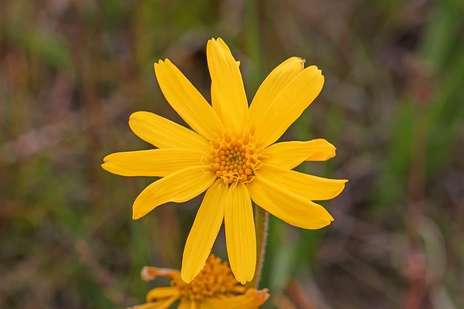 yellow flowers with dark-yellow center, and olive stems