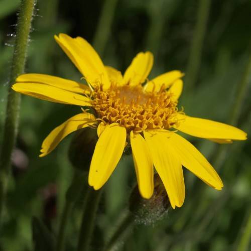 yellow flower with dark-yellow center, green leaves and green stems