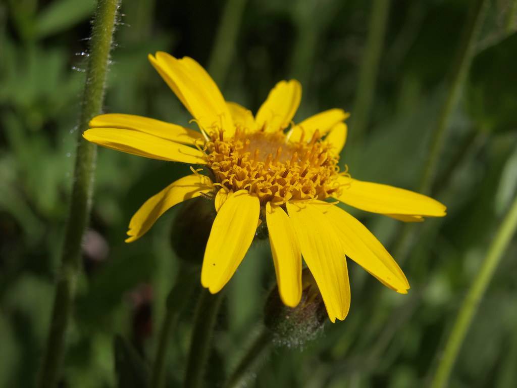 yellow flower with dark-yellow center, green leaves and green stems