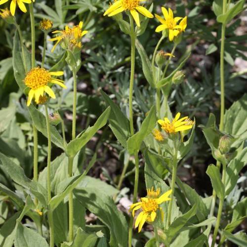 bright-yellow flowers with dark-yellow center, light-green leaves and yellow-green stems
