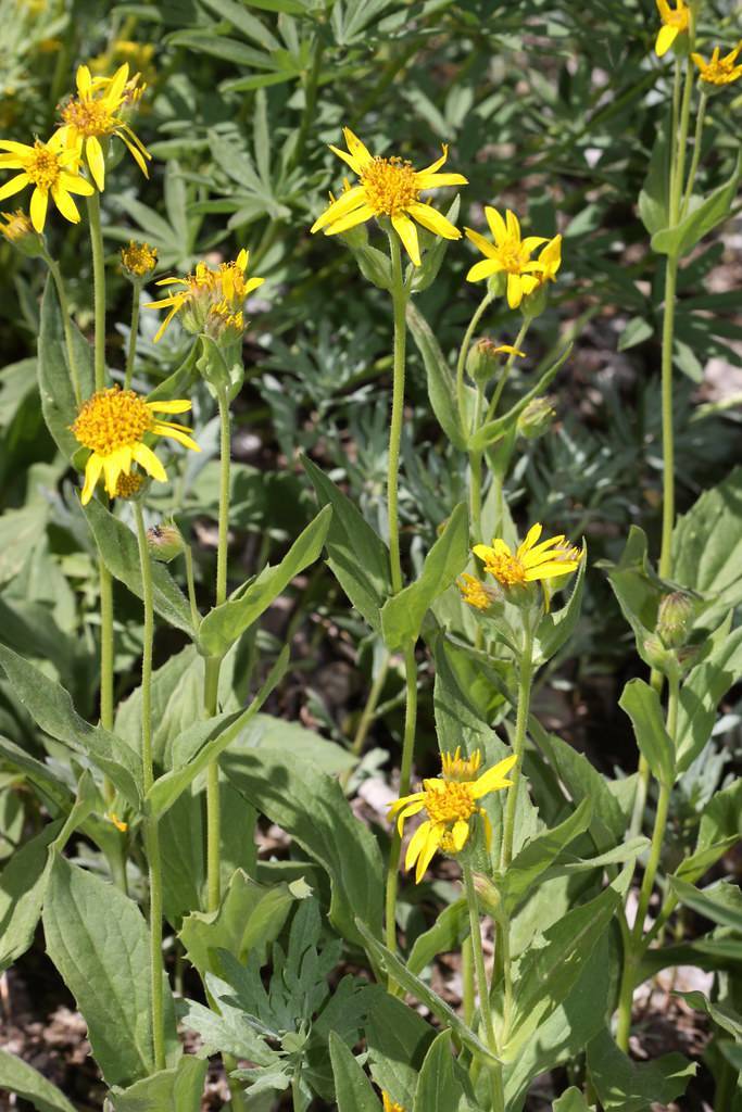 bright-yellow flowers with dark-yellow center, light-green leaves and yellow-green stems