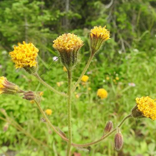 yellow flowers with purple-green sepals, purple buds, on light-green stems