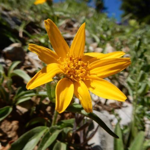 dark-yellow flower with dark-yellow center, green leaves and green stems