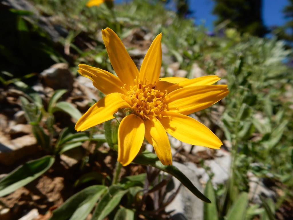 dark-yellow flower with dark-yellow center, green leaves and green stems