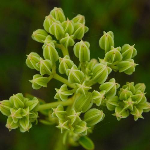 light-green flowers on yellow-green stems