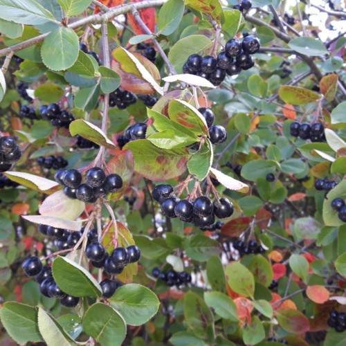 black fruits with red-green leaves on light-brown twigs and branches