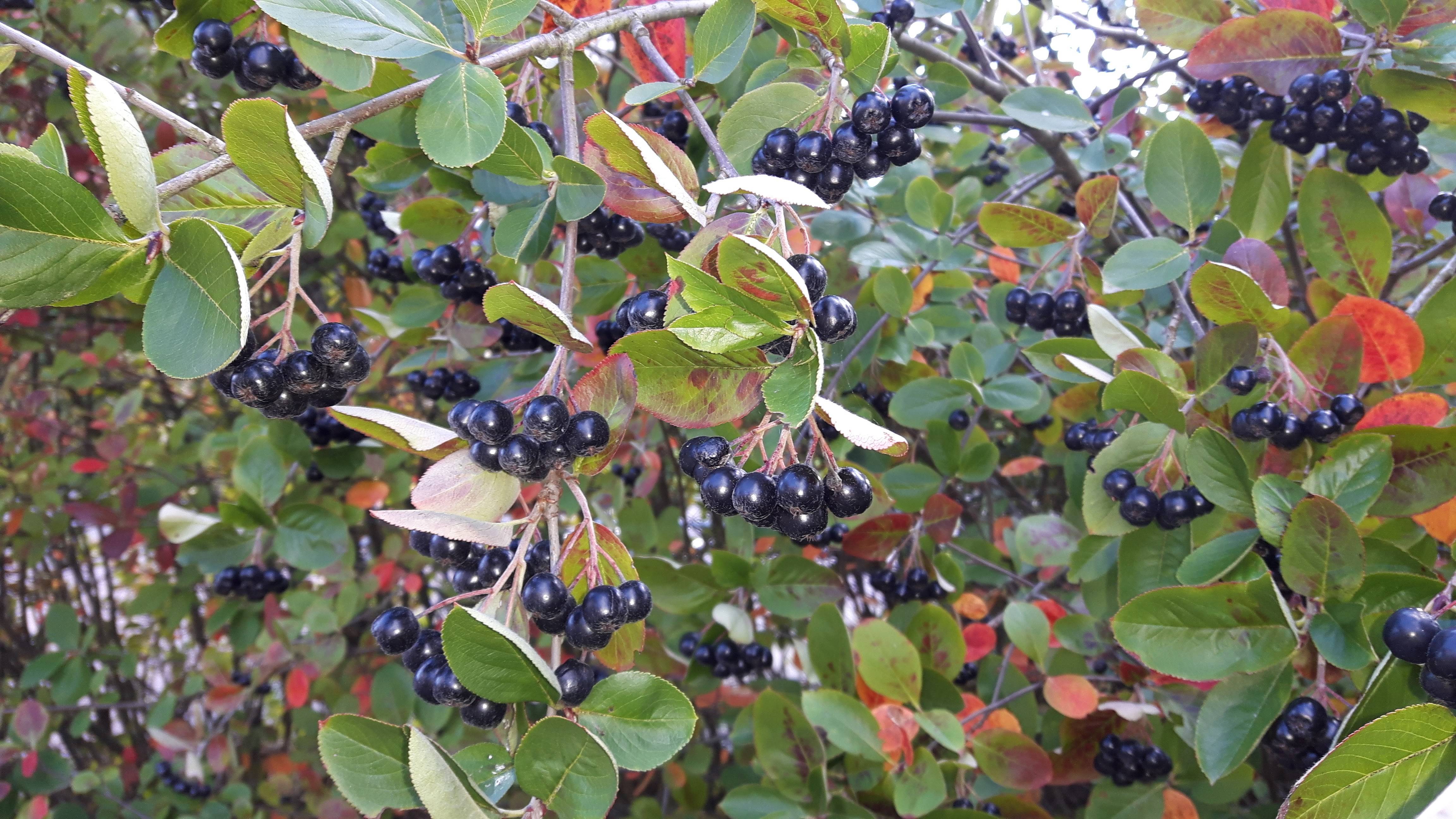 black fruits with red-green leaves on light-brown twigs and branches

