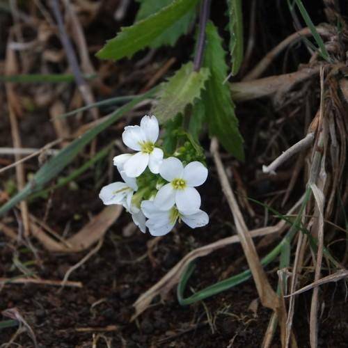 White flowers with four petals, yellow stamens, and green leaves
