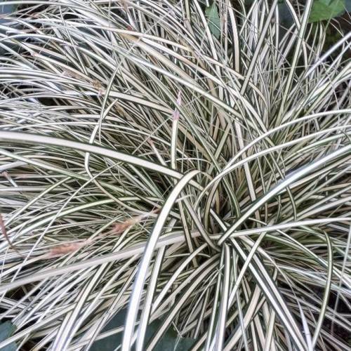 white-green foliage