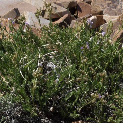 light-purple flowers, green leaves and gray-green stems