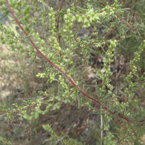 lime fruits and green foliage on red-brown stems