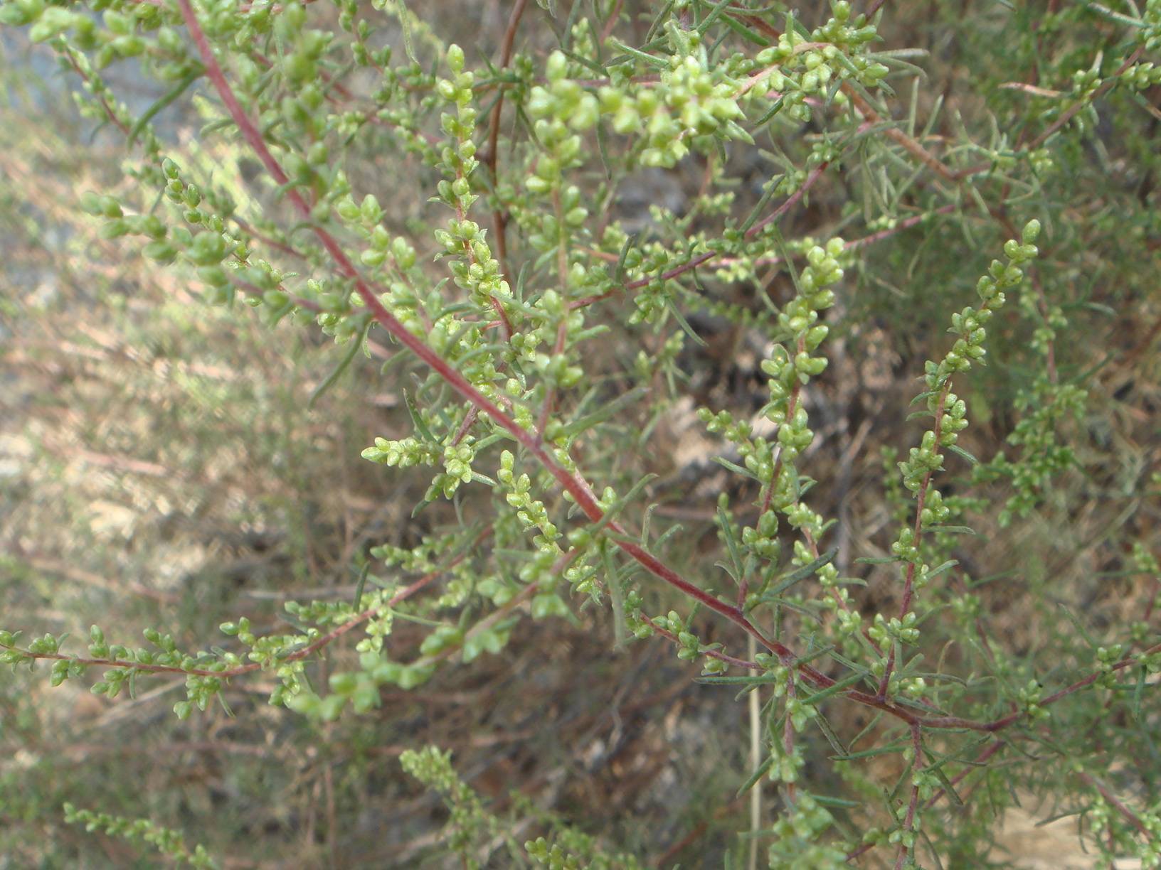 lime fruits and green foliage on red-brown stems