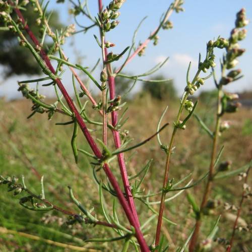 red-green buds on red-green stems