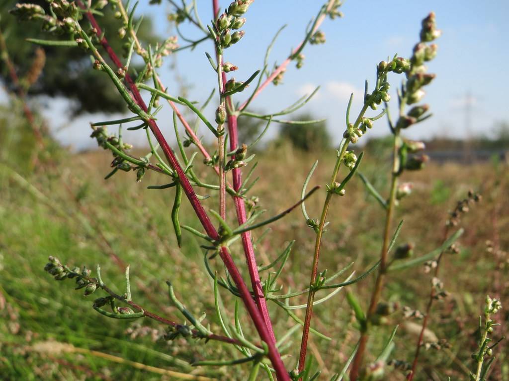 red-green buds on red-green stems