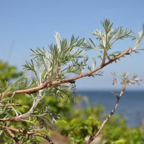 green-white foliage on light-brown branches