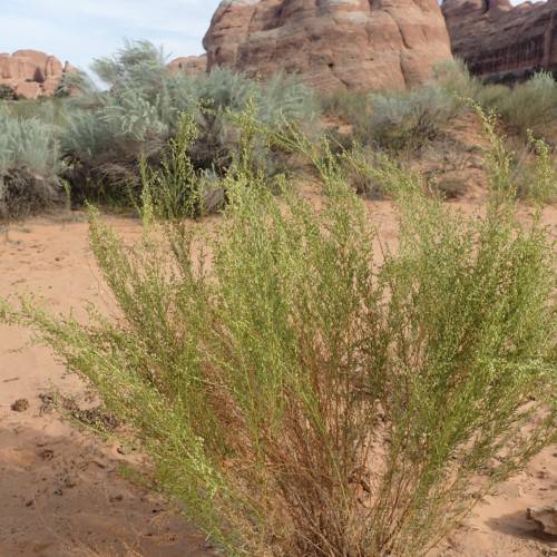 green-brown foliage on lime stems