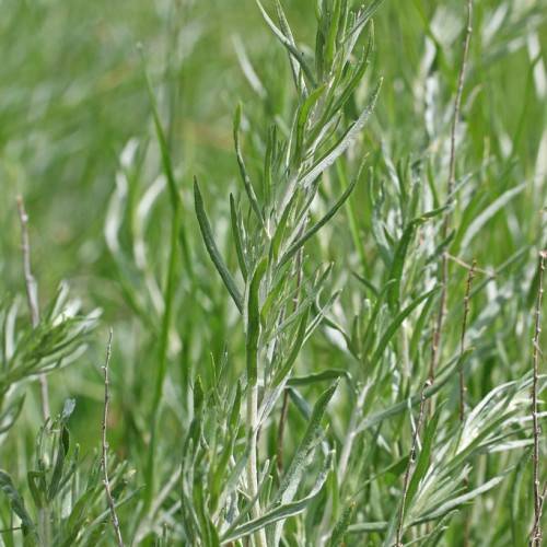 silver-green leaves on silver-green stems