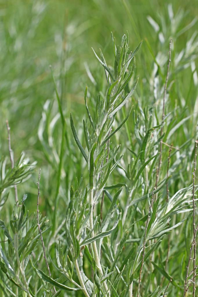 silver-green leaves on silver-green stems