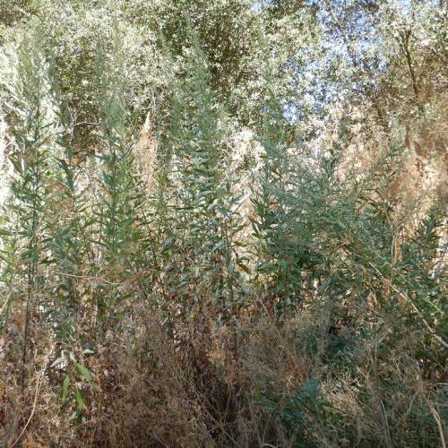 green leaves on brown stems