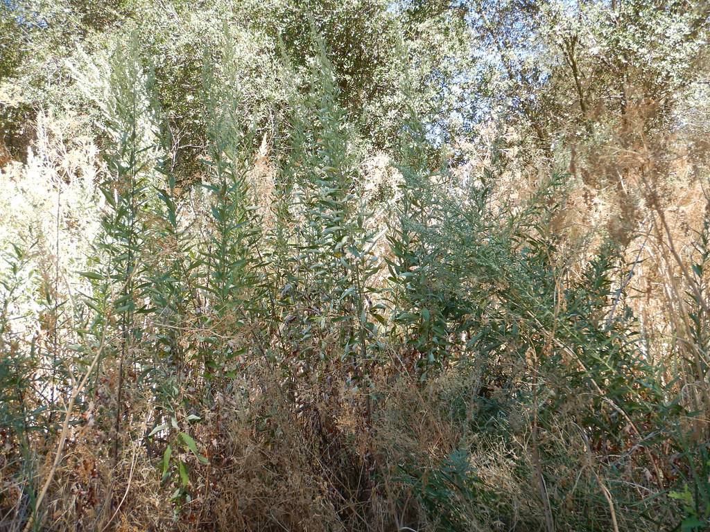 green leaves on brown stems