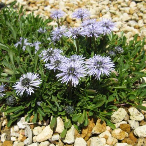 light-blue flowers with gray-blue center, green leaves and stems