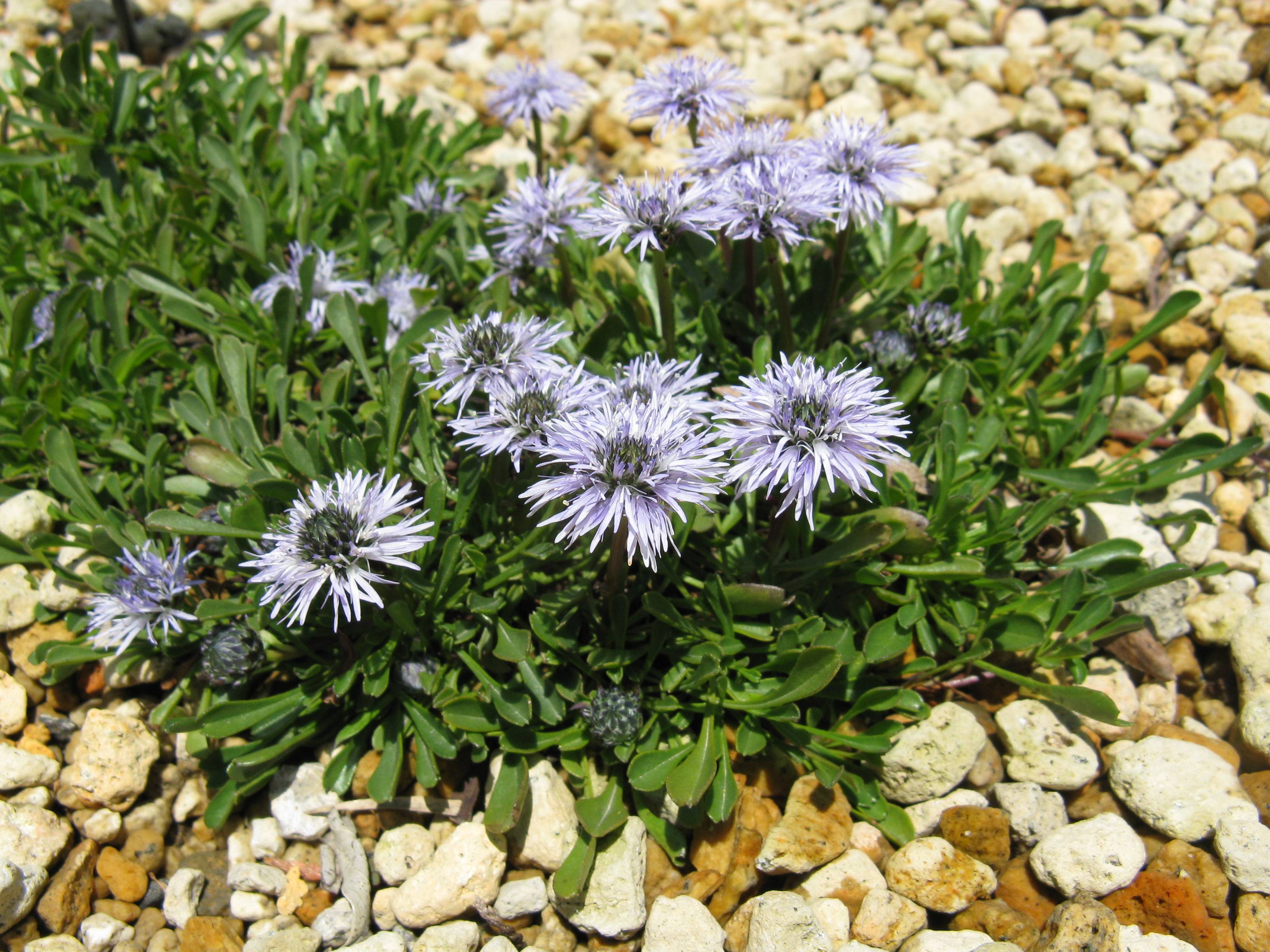 light-blue flowers with gray-blue center, green leaves and stems