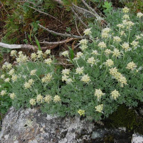 light-yellow flowers with green leaves and stems
