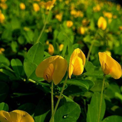 Yellow-green stalks with yellow flowers and  green leaves.