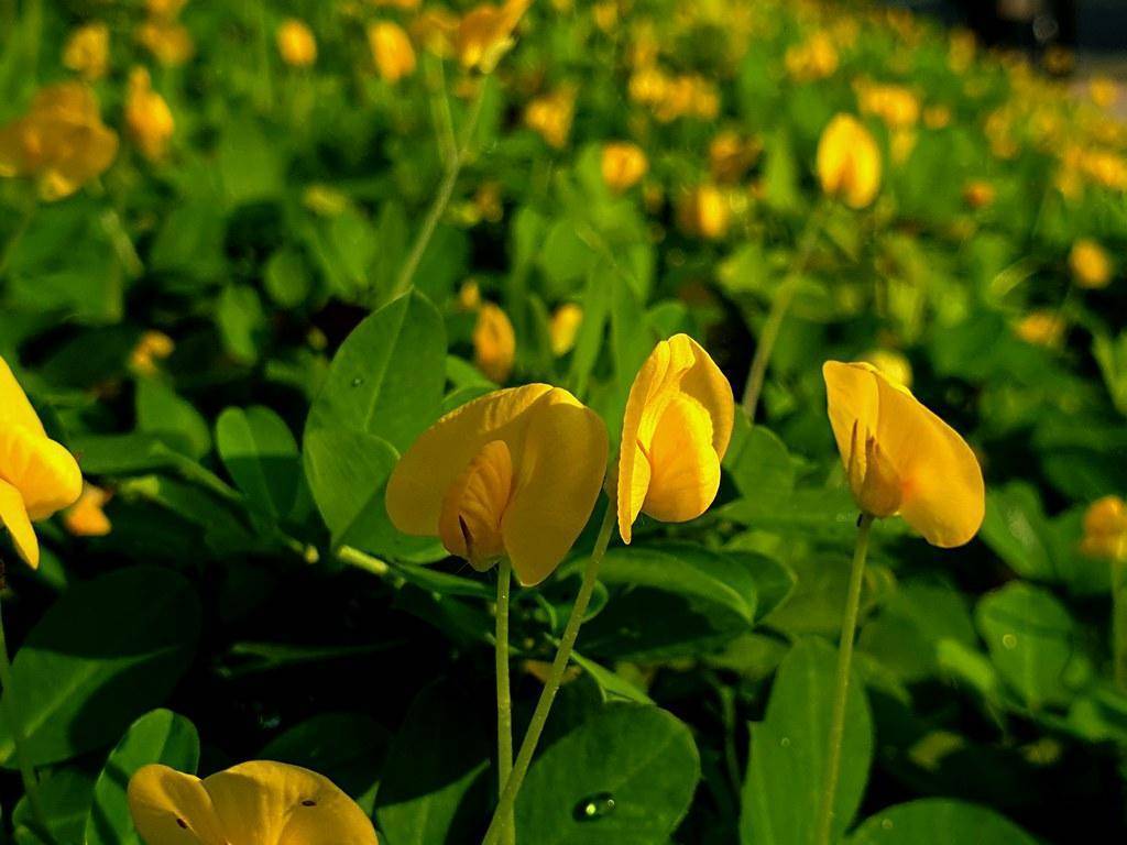 Yellow-green stalks with yellow flowers and  green leaves.