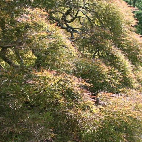 pink-green foliage with brown branches