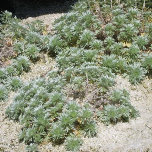 green foliage with light-brown stems