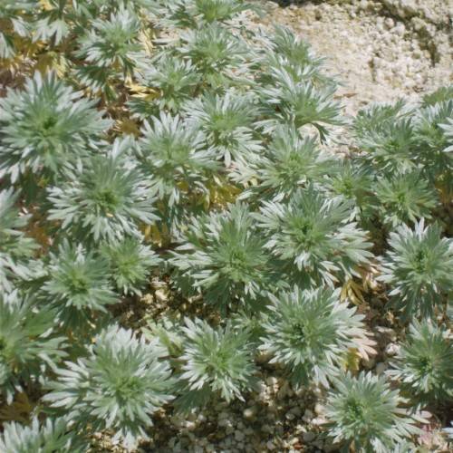 green foliage