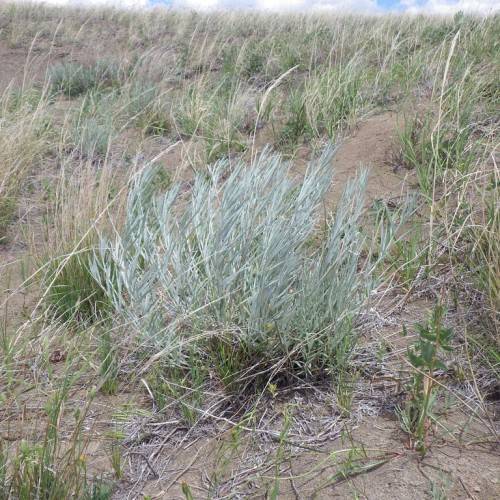silver-green foliage and light-brown stems