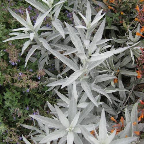 orange flowers and light-green leaves and stems