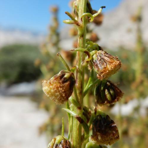 yellow-brown flowers, red-green petioles and stems