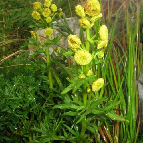 yellow flowers with lush-green leaves and stems